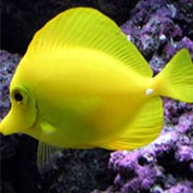 短信网页在线轰炸